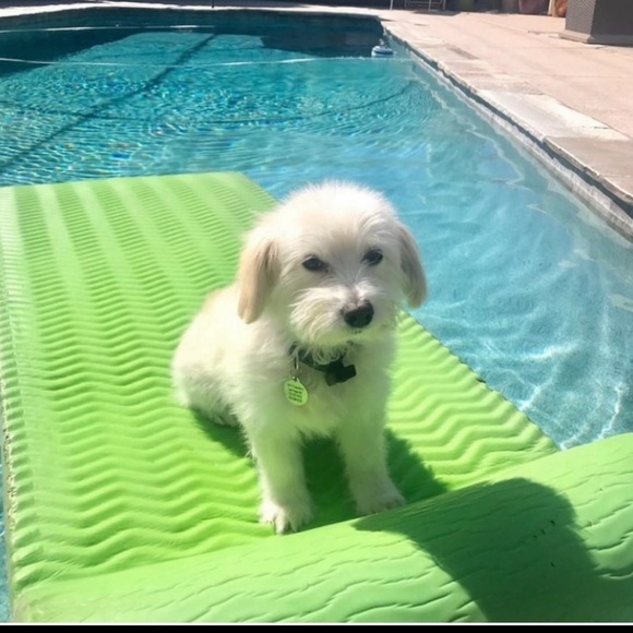 Meet your Posher, Alexander - Picture 3 of 4